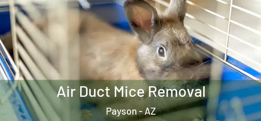  Air Duct Mice Removal Payson - AZ