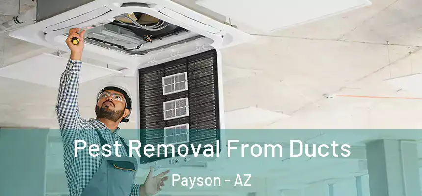  Pest Removal From Ducts Payson - AZ